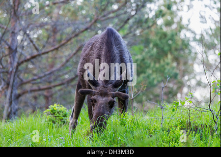 Elk eurasien (Alces alces), le Parc National de Dovrefjell Sunndalsfjella, Norvège Banque D'Images