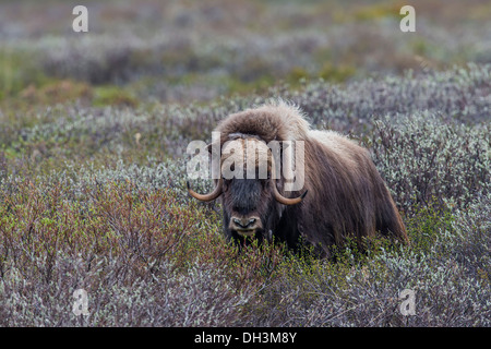 Le boeuf musqué ou le boeuf musqué (Ovibos moschatus), ‪Dovrefjell-Sunndalsfjella-Nationalpark, Norvège Banque D'Images