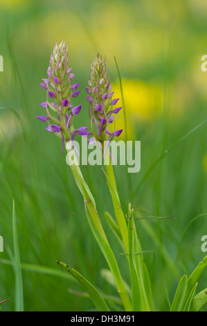 Orchidée parfumée (Gymnadenia conopsea), la floraison, Parc National du Haut Tauern, Autriche Banque D'Images