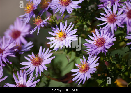 Purple Asters au parc. Banque D'Images