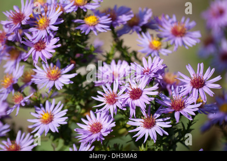 Purple Asters au parc. Banque D'Images