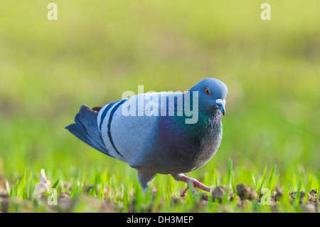 Pigeon domestique (Columba livia domestica), Haute Autriche, Autriche Banque D'Images