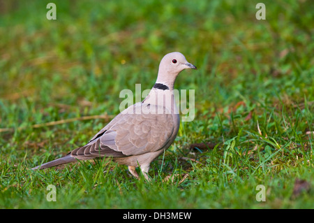 Grèbe huppé (Streptopelia decaocto), Haute Autriche, Autriche Banque D'Images