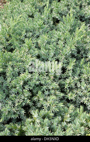 Juniperus squamata Banque D'Images