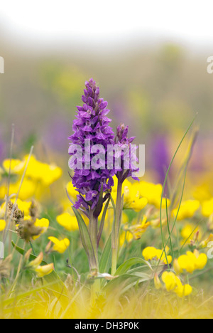 Début Marsh Orchid, (Dactylorhiza incarnata). Banque D'Images