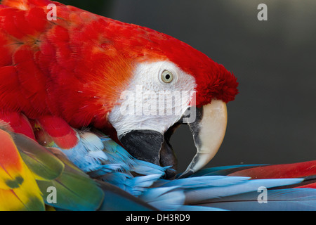 L'ara rouge est un gros ara. Il est originaire de forêts sempervirentes humides de l'Amérique tropicale. Banque D'Images