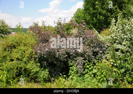 Purple-Leaved Rose Banque D'Images