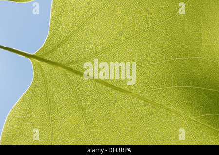 Feuille de tulipier Banque D'Images