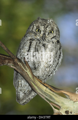 L'Otus scops Scops Owl - Banque D'Images