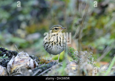 Pipit à dos olive Anthus hodgsoni - Banque D'Images