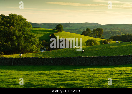 La fin de la lumière du soleil frappant de ratisser les douces collines parsemées de moutons et arbres en Cumbria. Banque D'Images