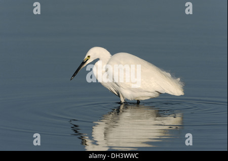 Aigrette garzette Egretta garzetta Banque D'Images
