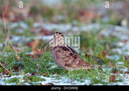 La Bécasse des bois (Scolopax rusticola), avec ver en bec. Banque D'Images