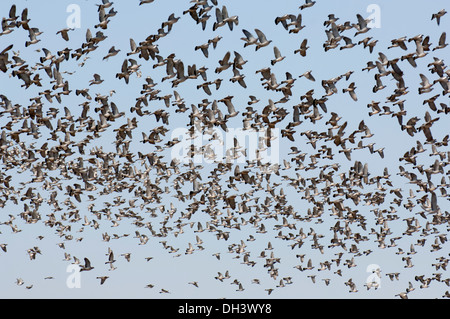 Bois commun pigeon (Columba palumbus) grande bande en vol. Banque D'Images