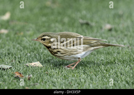 Pipit à dos olive Anthus hodgsoni - Banque D'Images