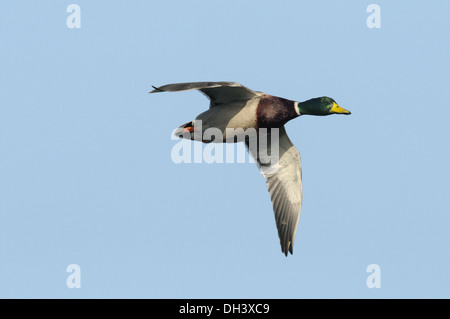 Canard colvert Anas platyrhynchos Banque D'Images