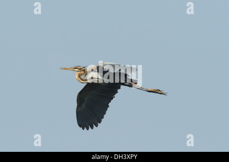 Héron pourpré - Ardea purpurea Banque D'Images