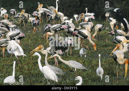 Les oiseaux à Bharatpur, Inde Banque D'Images