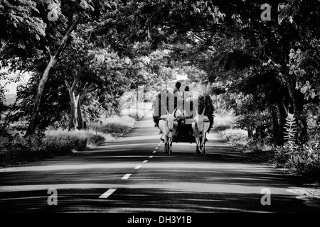 Les travailleurs agricoles indiens avec des plantes d'arachide récoltées sur une une charrette dans la campagne de l'Inde rurale. L'Andhra Pradesh, Inde. Noir et blanc. Banque D'Images