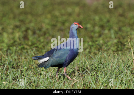 À tête grise - talève sultane Porphyrio poliocephalus Banque D'Images