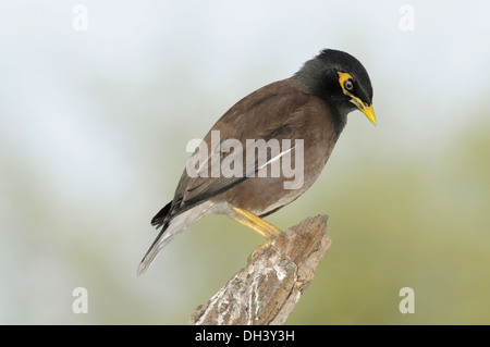 Common Myna Acridotheres tristis - Banque D'Images