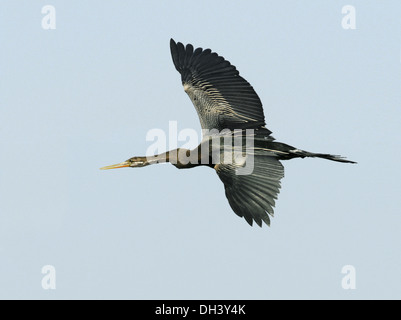 Anhinga melanogaster Oriental Vert - Banque D'Images