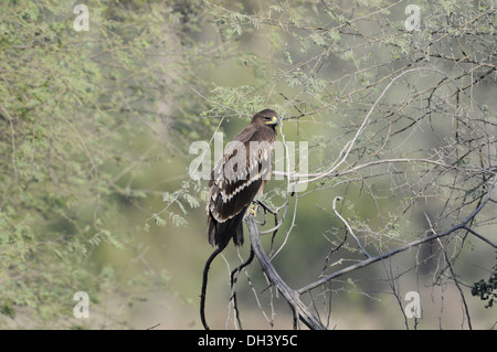 Une plus grande Spotted Eagle - Aquila clanga Banque D'Images