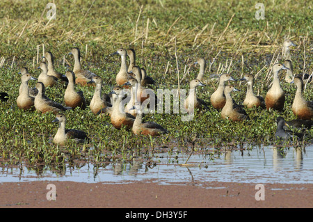 Sifflement moindre Canard - Dendrocygna javanica Banque D'Images