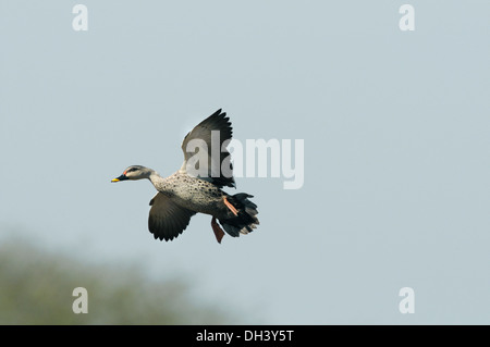 Spot-billed Duck - Anas poecilorhyncha Banque D'Images