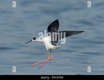 Black-winged Stilt Himantopus himantopus Banque D'Images