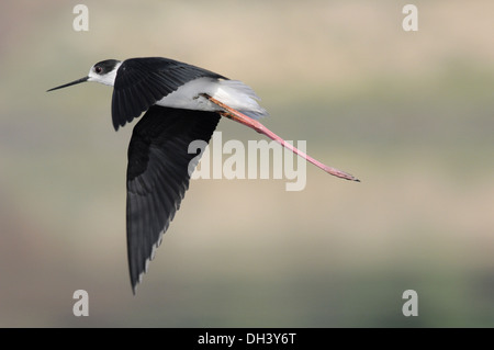 Black-winged Stilt Himantopus himantopus Banque D'Images