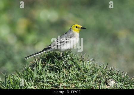 Bergeronnette Citrine Motacilla citreola Banque D'Images