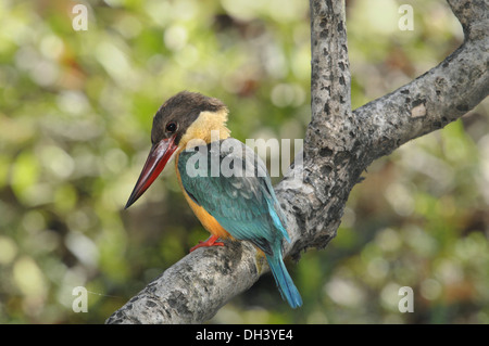 Stork-billed Kingfisher - Pelargopsis capensis Banque D'Images