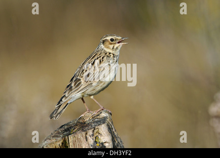 Lullula arborea Woodlark Banque D'Images