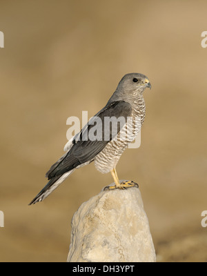 Levant jaune - Accipiter brevipes Banque D'Images