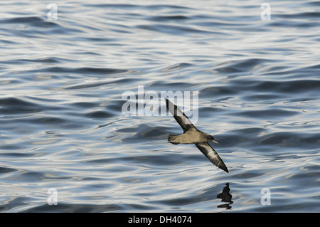 Puffin fuligineux (Puffinus griseus Banque D'Images