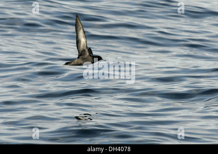 Puffin fuligineux (Puffinus griseus Banque D'Images