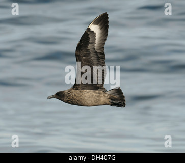 Grand Labbe Stercorarius skua Banque D'Images