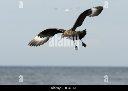 Grand Labbe Stercorarius skua Banque D'Images