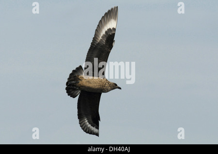 Grand Labbe Stercorarius skua Banque D'Images