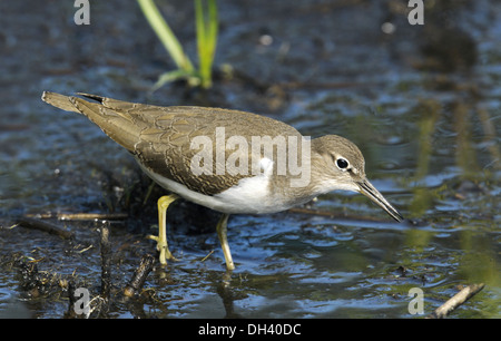 Actitis hypoleucos Common Sandpiper Banque D'Images