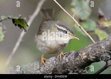 La Paruline de Radde - Phylloscopus schwarzi Banque D'Images