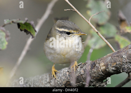 La Paruline de Radde - Phylloscopus schwarzi Banque D'Images