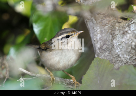 La Paruline de Radde - Phylloscopus schwarzi Banque D'Images