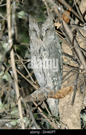 L'Otus Scops Owl - blondes brucei Banque D'Images