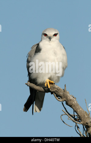 Black-shouldered Kite - Elanus caeruleus Banque D'Images