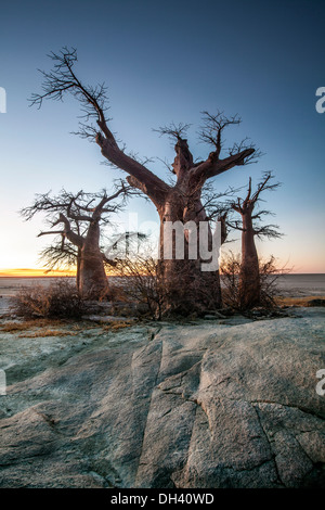 Baobab sur Lekhubu Island, au Botswana. Banque D'Images