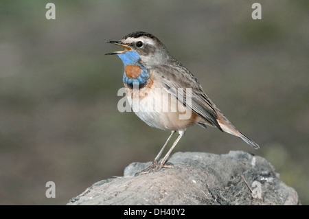 Gorgebleue à miroir Luscinia svecica Banque D'Images