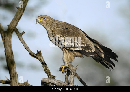 L'Est de l'aigle impérial Aquila heliaca - Banque D'Images