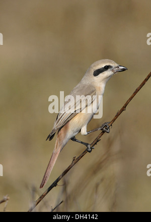 - Lanius isabellinus Isabelline Shrike Banque D'Images